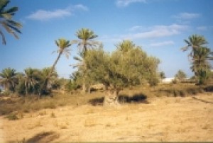 palmiers-djerba-tunisie-5817682148-128318.jpg