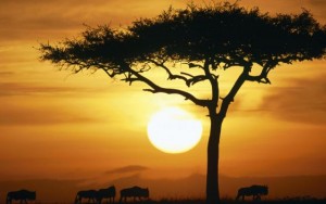normal_blue_wildebeests_at_sunrise-1680x1050.jpg