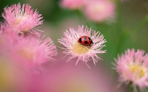 normal_ladybug_on_flower-1680x1050.jpg