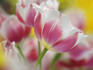 spring-tulips.jpg
