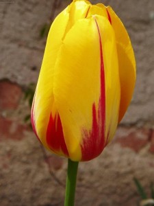 tulipan_7.jpg